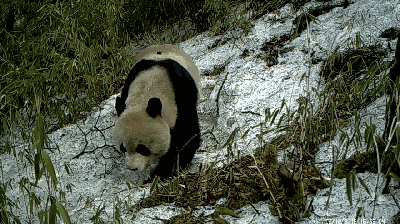 微信图片_20180912170103.gif